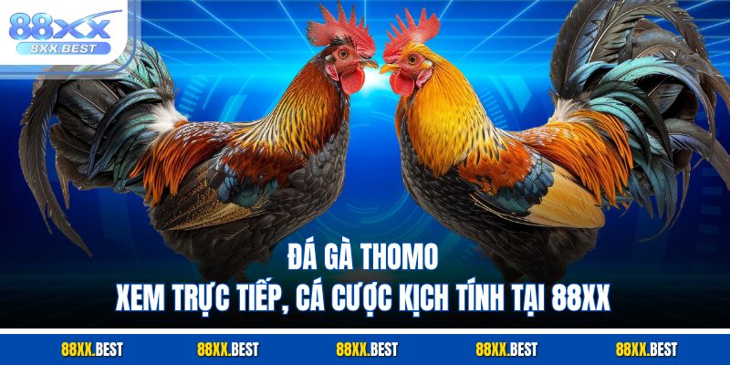Đá Gà Thomo - Xem Trực Tiếp, Cá Cược Kịch Tính Tại 88XX